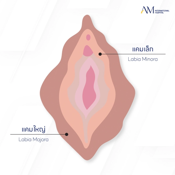 แคมเล็ก แคมใหญ่คือ